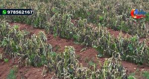 CHOTA: AGRICULTORES DE QUEROCOTO RECIBIRAN APOYO