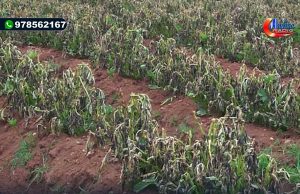 CHOTA: AGRICULTORES DE QUEROCOTO RECIBIRAN APOYO