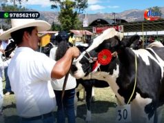 CAJAMARCA: TRADICIONAL FERIA FONGAL ESPERA RECIBIR 80 MIL TURISTAS Y CALIFICAR A MAS DE 500 CABEZAS DE GANADO VACUNO