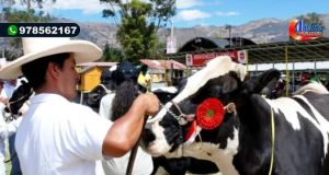 CAJAMARCA: TRADICIONAL FERIA FONGAL ESPERA RECIBIR 80 MIL TURISTAS Y CALIFICAR A MAS DE 500 CABEZAS DE GANADO VACUNO