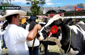 CAJAMARCA: TRADICIONAL FERIA FONGAL ESPERA RECIBIR 80 MIL TURISTAS Y CALIFICAR A MAS DE 500 CABEZAS DE GANADO VACUNO