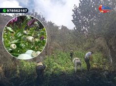 CHOTA: ERRADICAN CULTIVO DE AMAPOLA EN CHADIN