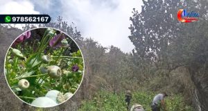 CHOTA: ERRADICAN CULTIVO DE AMAPOLA EN CHADIN