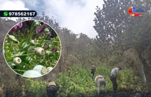 CHOTA: ERRADICAN CULTIVO DE AMAPOLA EN CHADIN